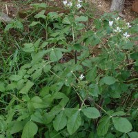 Cleome gynandra L.